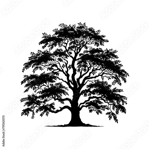 Black Vector Hickory Tree Silhouette, Nature's Sentinels Amidst Dusk's Shadowy Grasp- Hickory Tree Illustration- Hickory  Tree Vector Stock.