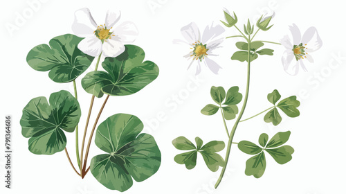 Wood sorrel flowers and trifoliate leaves isolated on photo
