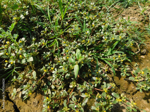 Purslane plants portulaca oleracea ready for harvest photo