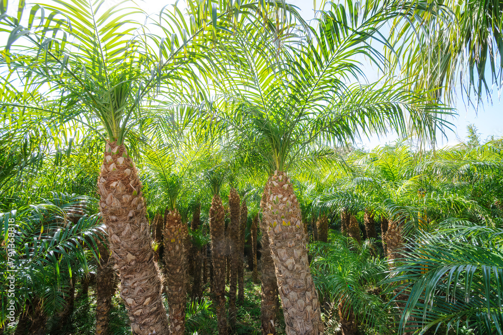 Obraz premium 八丈島の特産品、フェニックス・ロベレニー（シンノウヤシ、ヤシ科）の畑。 観葉植物や園芸用品として重要。日本国東京都伊豆諸島の絶海の孤島、八丈島にて。 2020年撮影。A field of Phoenix roberenii (Sinnoh palm, pygmy date palm, Palmaceae), a specialty of Hachijojima. Important as