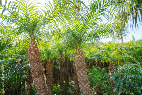                                                                                                                                                                                                                                2020               A field of Phoenix roberenii  Sinnoh palm  pygmy date palm  Palmaceae   a specialty of Hachijojima. Important as