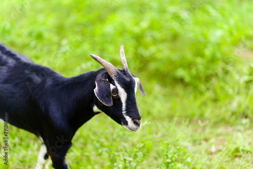 Close-up black goat standing on green field farm.