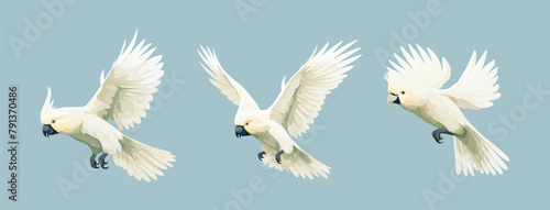 Cockatoo | Minimalist and Simple set of 3 Line White background - Vector illustration