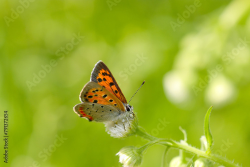 草原の緑を背景にひときわ目立つ赤いベニシジミ蝶の愛らしい姿（自然光＋マクロ接写写真）