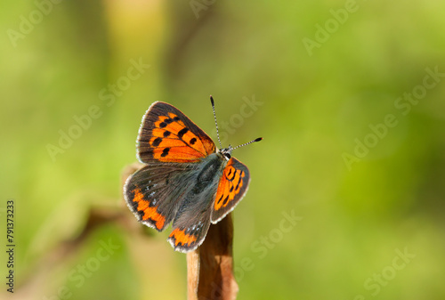 鮮やかな草原を背景にベニシジミ蝶も愛らしく美しい姿（自然光＋マクロ接写写真） © SAIGLOBALNT