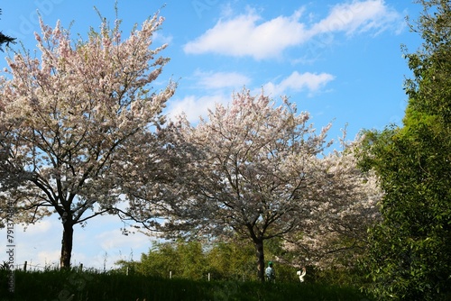 堤防沿いに咲く桜並木　穏やかな春の日