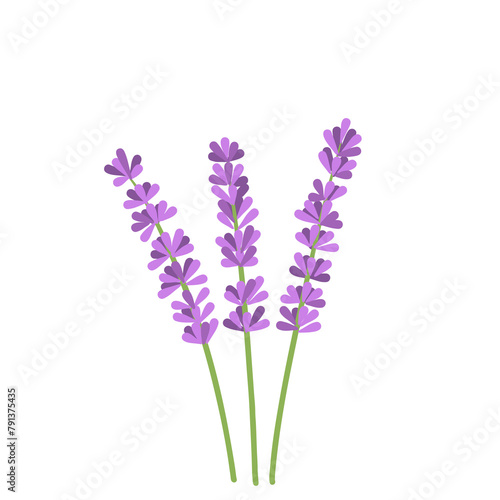 Spring lavender purple flower nature plant in bloom graphic illustration