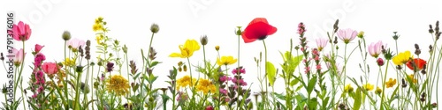 A vibrant selection of various pressed wild meadow flowers isolated on a white background  displaying a range of colors and details.