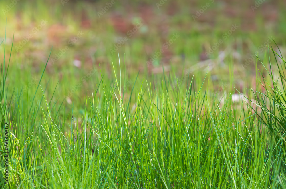 Obraz premium Agrass background with lush green grass growing.