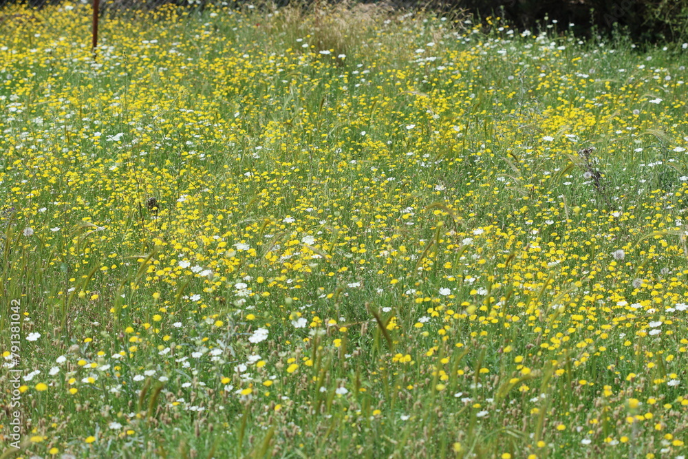 Obraz premium yellow wild flowers in the grass