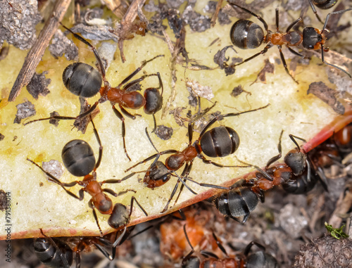 Black ants looking for food