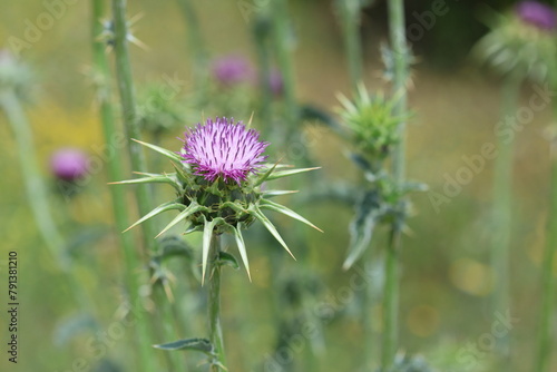Thistle is the common name of a group of flowering plants characterised by leaves with sharp prickles on the margins