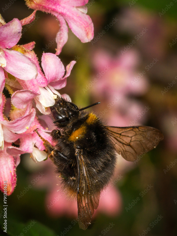 Hummeln beim Frühstück 2- Bumblebees breakfast Hummeln beim Frühstück 2- Bumblebees breakfast