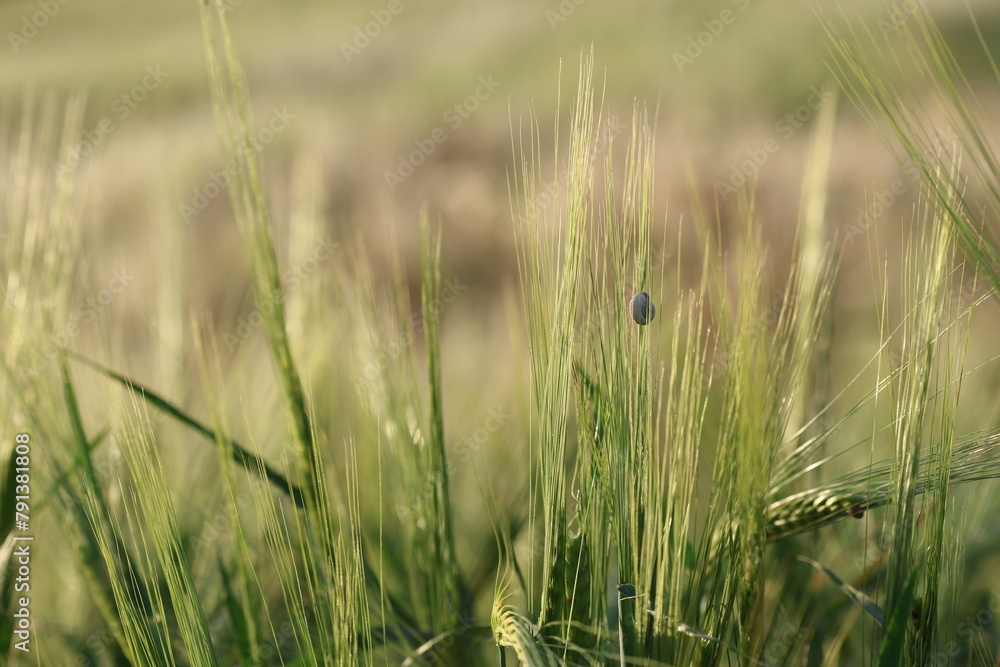 green wheat field in spring