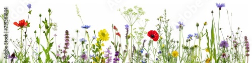 A vibrant selection of various pressed wild meadow flowers isolated on a white background, displaying a range of colors and details.