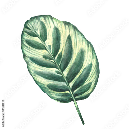 Tropical leaves set jungle plants. House plants calathea leaf, exotic tropical foliage. Watercolor hand drawn illustration. Trendy home floral marantaceae jungle for print Isolated white background.  photo
