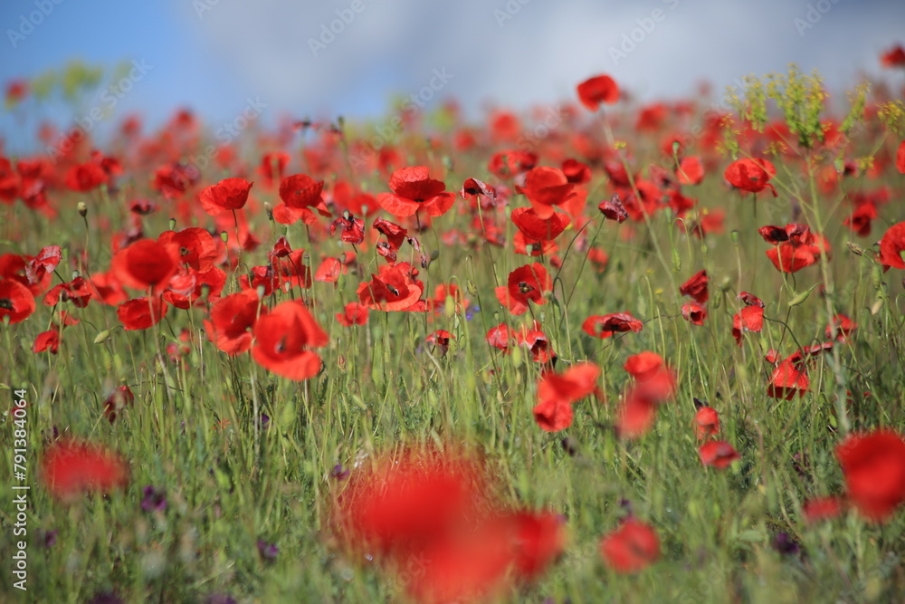 Field of Red Flowers Under Blue Sky