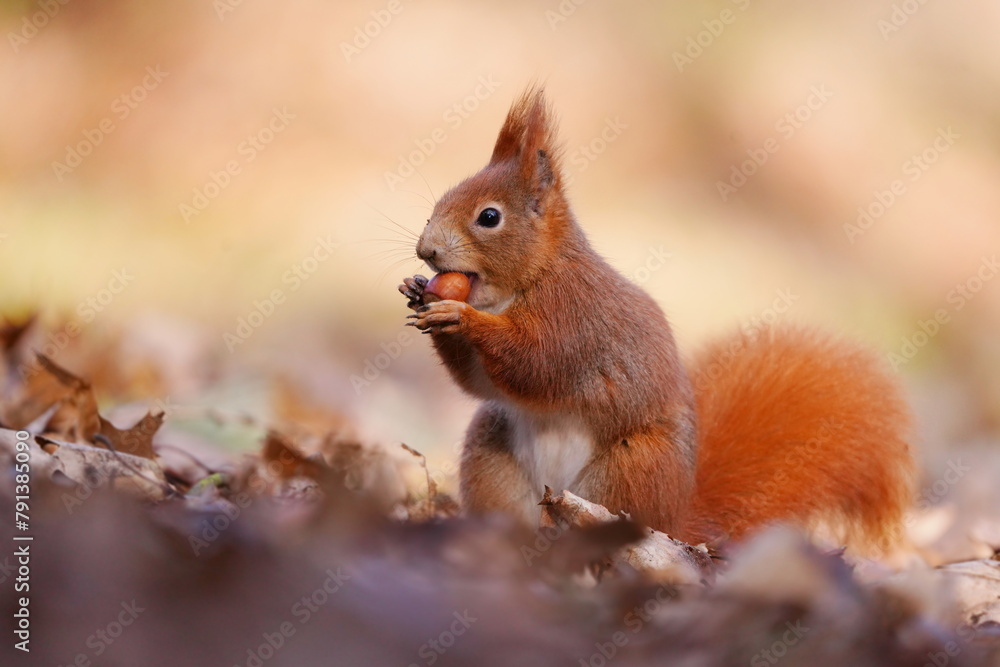 A cute european red squirrel sits on the ground and eats a nut. Sciurus vulgaris. A cute european red squirrel sits on the ground and eats a nut. Sciurus vulgaris.