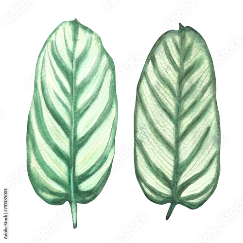 Tropical leaves set jungle plants. House plants calathea leaf, exotic tropical foliage. Watercolor hand drawn illustration. Trendy home urban jungle for sticker, card print Isolated white background.  photo