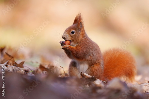 A cute european red squirrel sits on the ground and eats a nut.  Sciurus vulgaris. © Monikasurzin