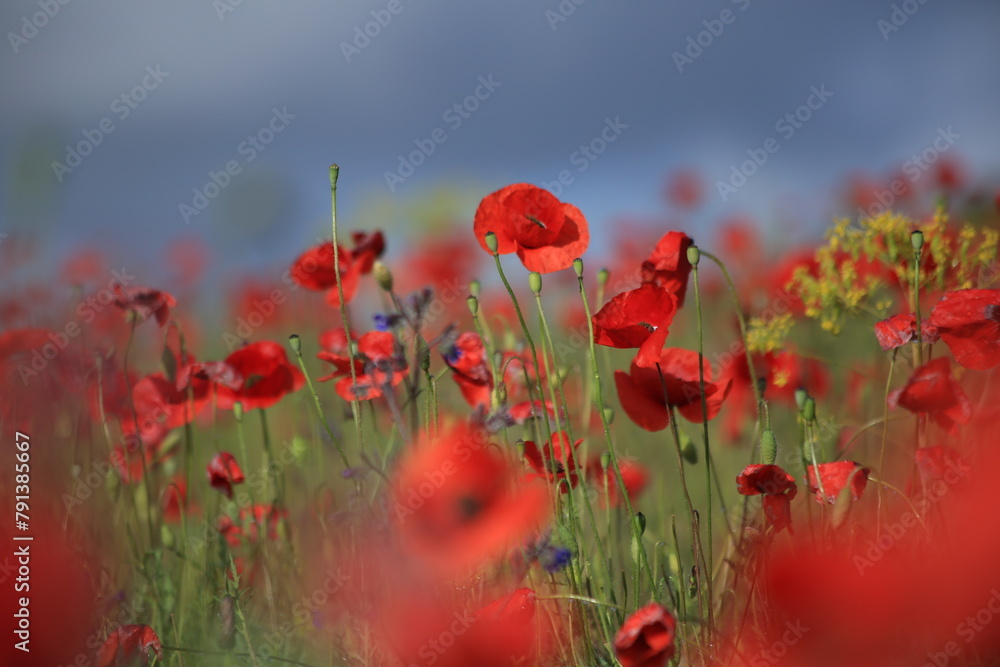 Fototapeta premium Field of Red Flowers Under Cloudy Sky