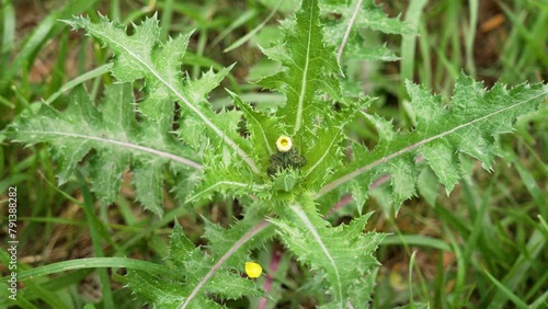 Yellow wild thistle flower bud of Sonchus asper plant with prickly leaves in spring forest meadow photo