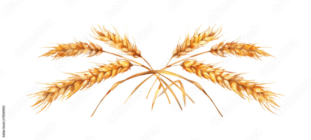 Fototapeta premium Wheat bread ears cereal crop. vector simple illustration