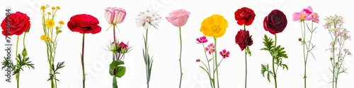 Colorful Collection of Pressed Wild Meadow Flowers © MiniMaxi