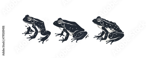 Three frogs are shown in a row, with the middle frog looking at the camera