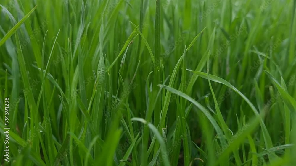 Fresh green grass in windy weather. Natural background, wildlife concept, naturalness. Young wheat sprouts Fresh green grass in windy weather. Natural background, wildlife concept, naturalness. Young wheat sprouts