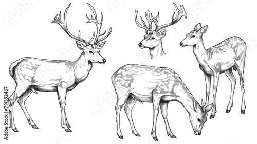 Set of Four drawings of deer in various poses  grazi photo