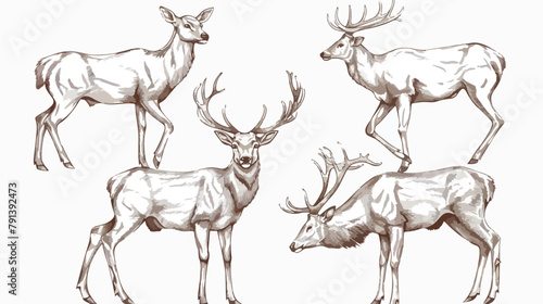 Set of Four drawings of deer in various poses  grazi photo