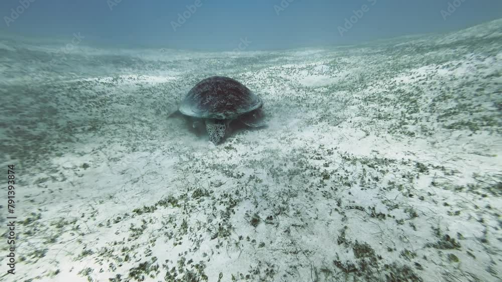Shallow ocean water, Green Sea Turtle moving slowly along the sandy ...