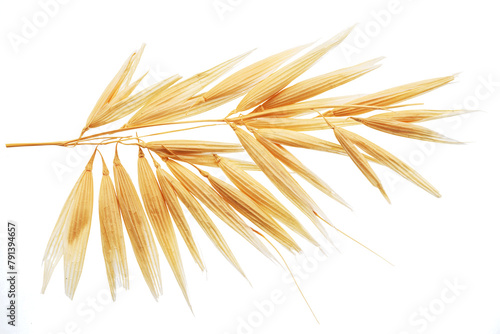 Dry ear of oats isolated on white background. Macro photography.