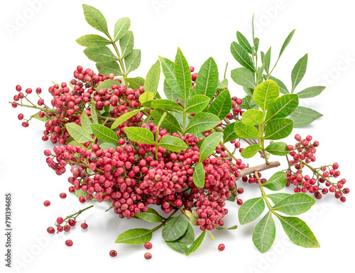 Fresh pink peppercorns on peruvian pepper tree branch isolated on white background.