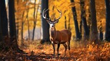 Deer animal near a small river in the middle of the forest in autumn with bright sunlight