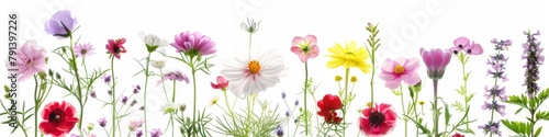 Assorted Pressed Flowers and Leaves Arranged on White Background. Flat lay view of colorful flowers and green leaves artistically arranged on a clean white background, perfect for crafting and decor.