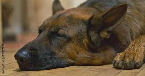 Sleeping face of a dog. German Shepherd resting at home after a walk. Tired pet