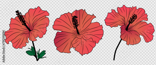 Delicate pink hibiscus flower with green leaves isolated on transparent background. Hand drawn floral illustration with hibiscus flower to create designs, patterns or cards.