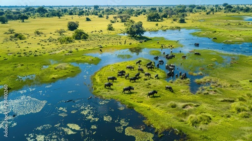 High aerial view of a large herd of buffalo in rainy season drinking water