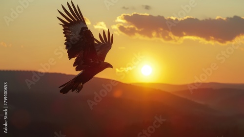 Bulgaria eagle sunset. Eastern Rhodopes with golden eagle  Aquila chrysaetos. Golden eagle with large wingspan  Bulgaria wildlife. Bird sunset