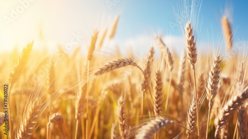 Golden wheat field under a sunny sky. Agriculture and harvest concept.