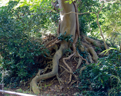 木の根 