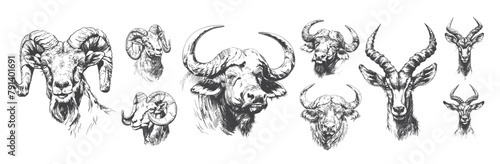 Horned animals pencil sketch avatars vector set. Antelope buffalo mountain goat herbivorous artiodates wild animals mountains savannah inhabitants illustrations isolated on white background