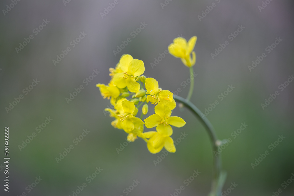 Isolated flower of rapeseed in spring Isolated flower of rapeseed in spring