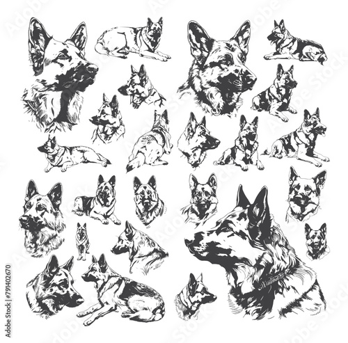 Shepherd dog pencil sketch vector collection. Service military police four legged pet companion animal different poses assistant illustrations isolated on white background