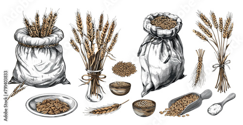 Wheat color sketch vector set. Seeds ears plate spoon bowl rope bag stems vegetable organic flour grains flakes vegetable cereals bread food seeds, illustrations isolated on white background
