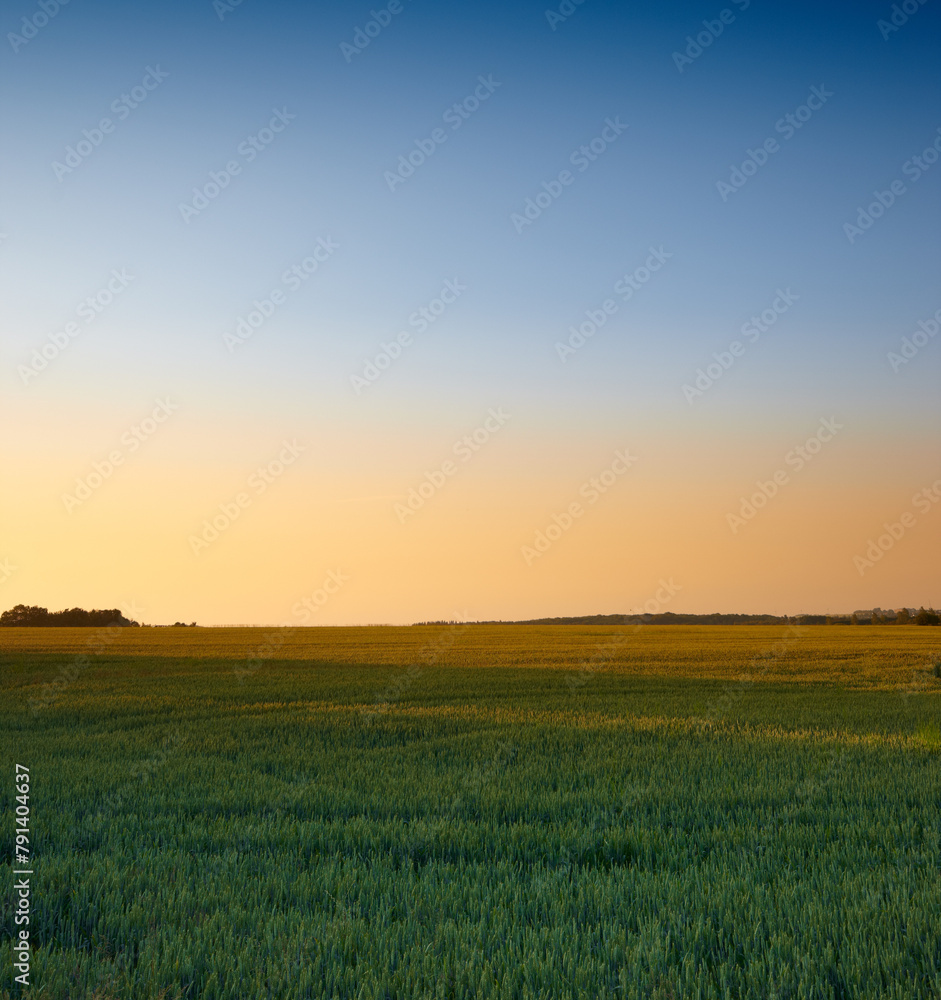 Farm, agriculture and landscape in the countryside at sunset, nature or outdoor in Italy. Land, field and green plants in environment for growth of ecology with mockup space on blue sky in summer