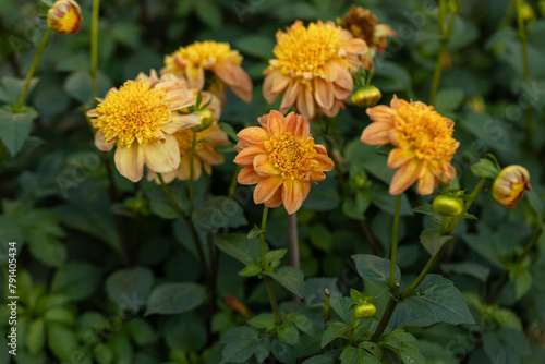 Dahlia yellow and orange flowers in garden