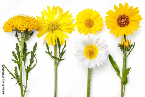 Assortment of Wildflowers Isolated on White Background